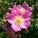 What’s in a name? Romeo and Juliet at St.Emlyn’s