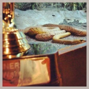 brownsnakeSimWarstrophy